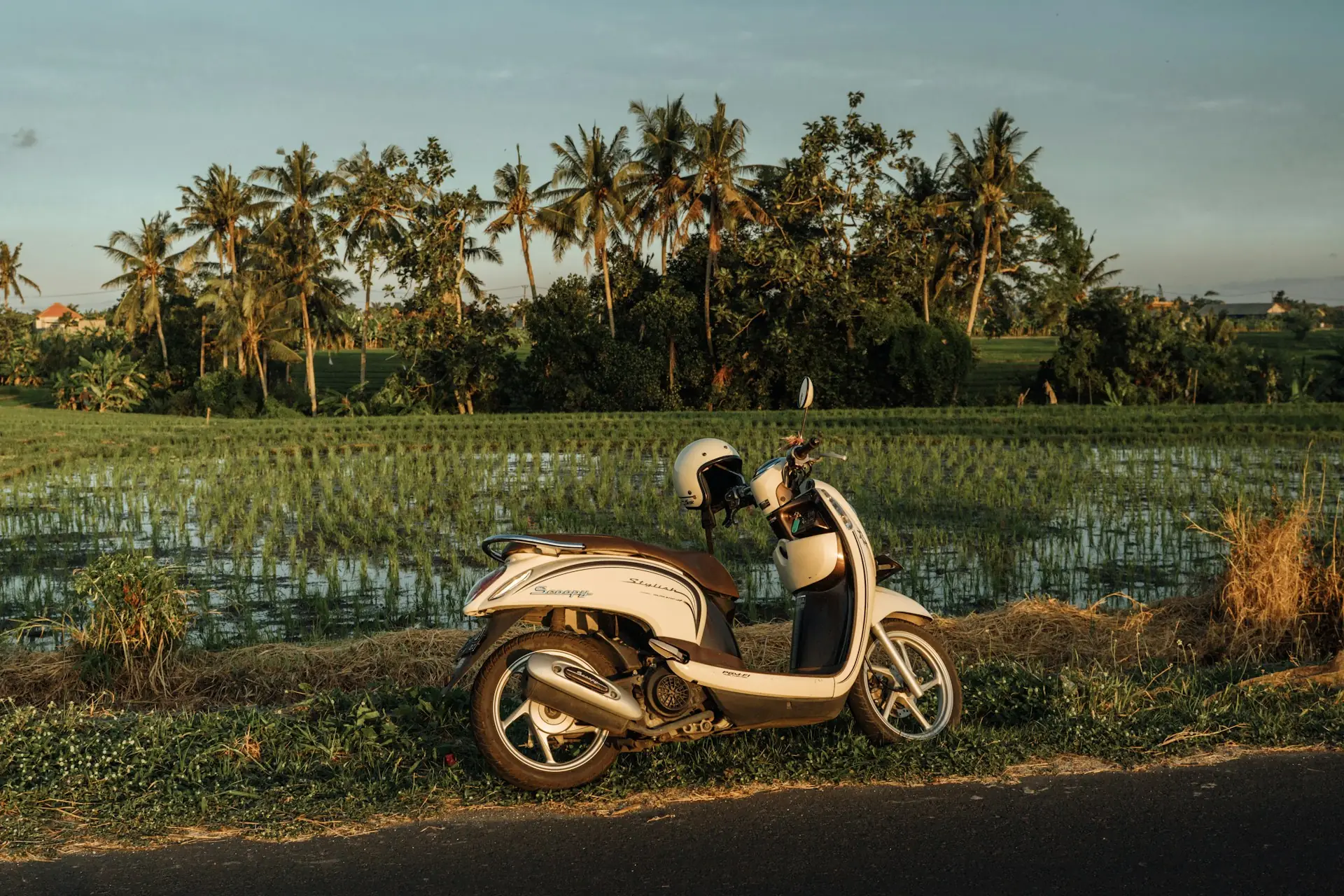 Skuter matic putih-cokelat dengan helm di jok, diparkir di tepi sawah berlatar pohon kelapa